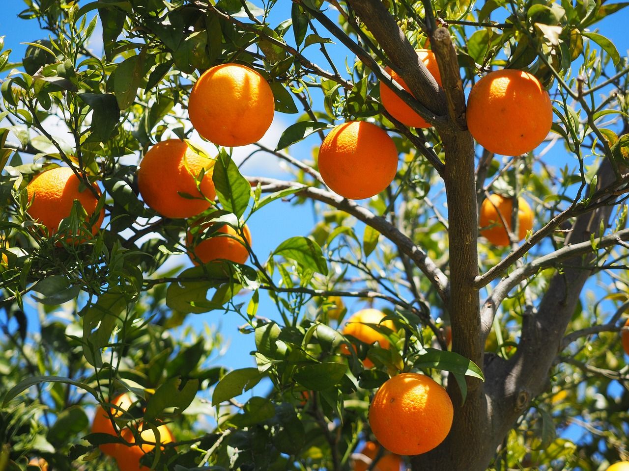 Sostegno PAC agli agrumi, premi più alti ma superfici ancora sotto le attese