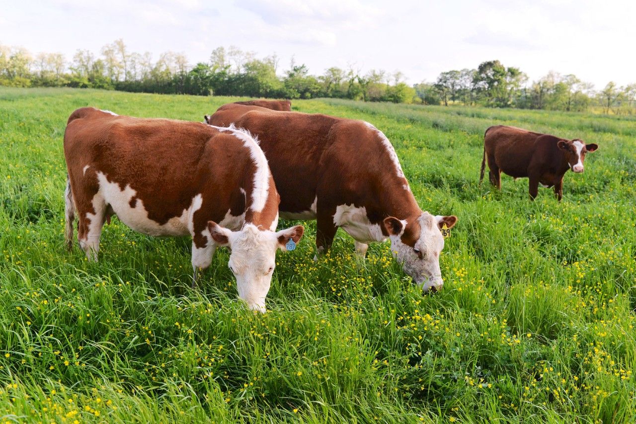 Bovini al pascolo, l’Eco-schema 1 PAC tiene anche con la certificazione SQNBA
