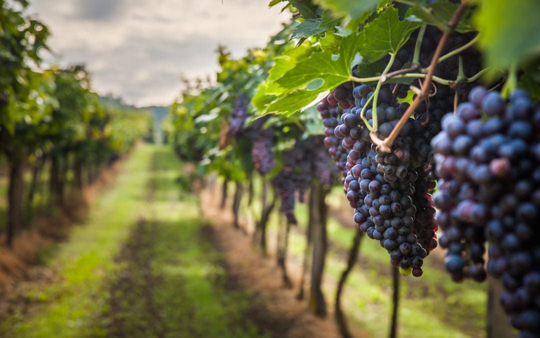 Agea e Toscana, un'intesa che parte dai vigneti